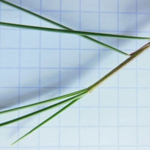 Photographie n°332017 du taxon Festuca rubra L.