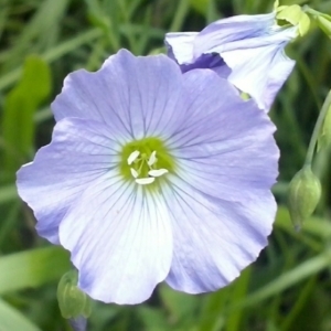 Photographie n°332058 du taxon Linum L. [1753]