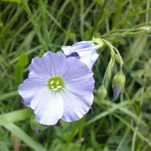 Photographie n°332060 du taxon Linum L. [1753]