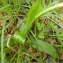  Pat Desnos - Orchis anthropophora (L.) All. [1785]