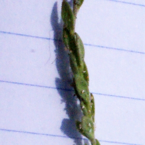 Photographie n°332081 du taxon Linaria arenaria DC. [1808]