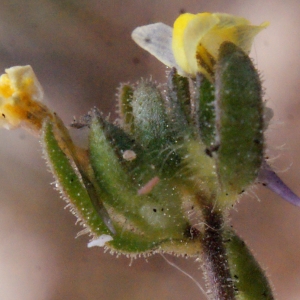 Linaria arvensis var. candollei (Chav.) Rouy (Linaire des sables)