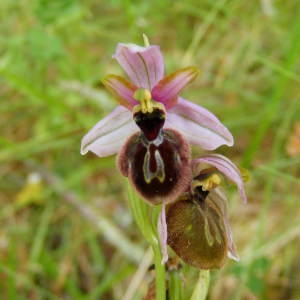  - Ophrys aveyronensis (J.J.Wood) P.Delforge [1984]