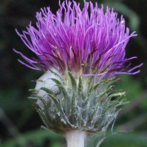 Cirsium filipendulum Lange (Cirse filipendule)