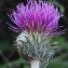  Liliane Roubaudi - Cirsium filipendulum Lange [1861]