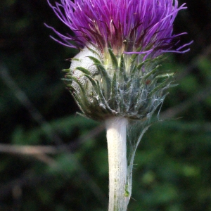  - Cirsium filipendulum Lange [1861]