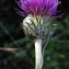  Liliane Roubaudi - Cirsium filipendulum Lange [1861]