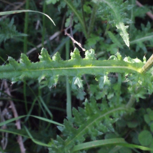  - Cirsium filipendulum Lange [1861]