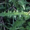  Liliane Roubaudi - Cirsium filipendulum Lange [1861]