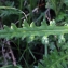  Liliane Roubaudi - Cirsium filipendulum Lange [1861]