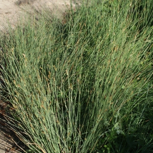 Photographie n°332138 du taxon Juncus inflexus L. [1753]