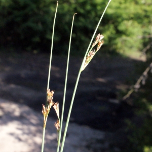 Photographie n°332139 du taxon Juncus inflexus L. [1753]