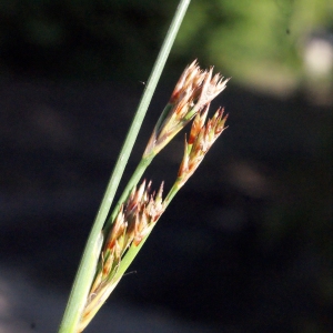 Photographie n°332141 du taxon Juncus inflexus L. [1753]