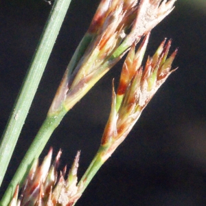 Photographie n°332142 du taxon Juncus inflexus L. [1753]