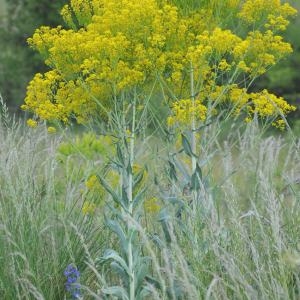 Photographie n°332177 du taxon Isatis tinctoria L. [1753]