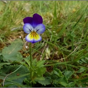 Photographie n°332278 du taxon Viola tricolor L. [1753]