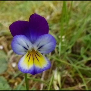  - Viola tricolor L. [1753]