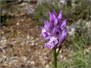 Pat Desnos, le  7 mai 2015 (La Palud-sur-Verdon (Mescla))