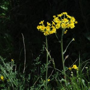 Photographie n°332355 du taxon Tephroseris helenitis subsp. helenitis