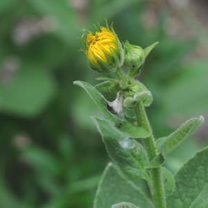 Photographie n°332372 du taxon Doronicum austriacum Jacq. [1774]