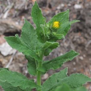 Photographie n°332373 du taxon Doronicum austriacum Jacq. [1774]