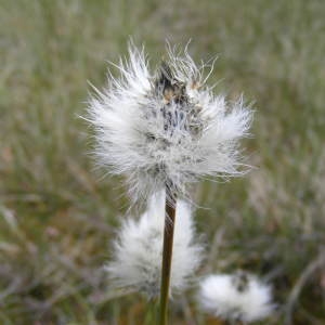 Photographie n°332483 du taxon Eriophorum vaginatum L.