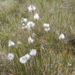 Photographie n°332484 du taxon Eriophorum vaginatum L.