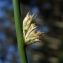  Liliane Roubaudi - Juncus conglomeratus L. [1753]