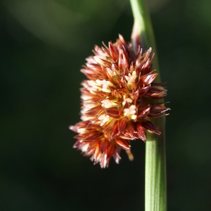 Juncus communis proles conglomeratus (L.) Rouy (Jonc aggloméré)