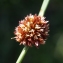  Liliane Roubaudi - Juncus conglomeratus L. [1753]