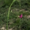  Liliane Roubaudi - Lathyrus nissolia L. [1753]