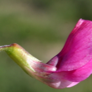 Photographie n°332509 du taxon Lathyrus nissolia L. [1753]