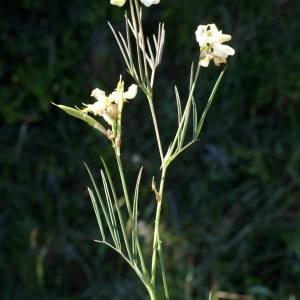 Photographie n°332527 du taxon Lathyrus pannonicus (Jacq.) Garcke [1863]