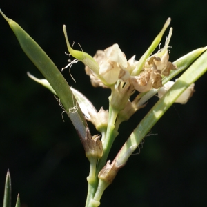 Photographie n°332528 du taxon Lathyrus pannonicus (Jacq.) Garcke [1863]