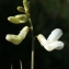  Liliane Roubaudi - Lathyrus pannonicus (Jacq.) Garcke [1863]