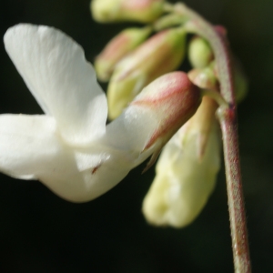 Photographie n°332536 du taxon Lathyrus pannonicus (Jacq.) Garcke [1863]