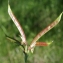  Liliane Roubaudi - Lathyrus pannonicus (Jacq.) Garcke [1863]