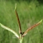  Liliane Roubaudi - Lathyrus pannonicus (Jacq.) Garcke [1863]