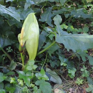 Photographie n°332550 du taxon Arum italicum var. neglectum F.Towns. [1883]