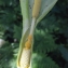  Liliane Roubaudi - Arum italicum var. neglectum F.Towns. [1883]