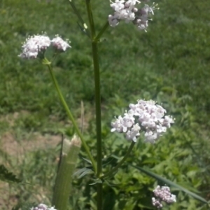 Photographie n°332734 du taxon Valeriana officinalis L. [1753]