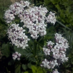 Photographie n°332735 du taxon Valeriana officinalis L. [1753]