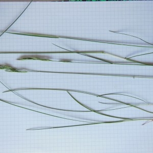 Photographie n°332764 du taxon Festuca L.