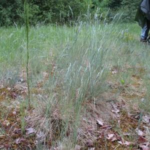 Photographie n°332885 du taxon Festuca marginata (Hack.) K.Richt.