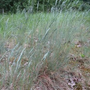 Photographie n°332887 du taxon Festuca marginata (Hack.) K.Richt.