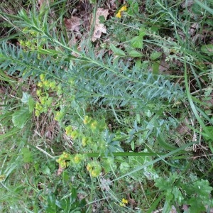 Photographie n°332897 du taxon Euphorbia seguieriana Neck.