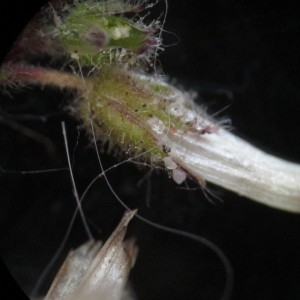 Photographie n°332914 du taxon Cerastium glomeratum Thuill.