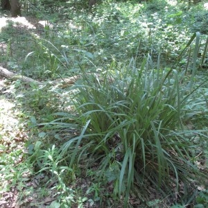 Photographie n°332946 du taxon Carex pendula Huds.