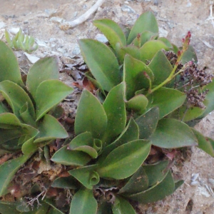 Statice ovalifolia var. nana Rouy (Limonium à feuilles ovales)