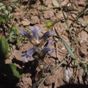 Photographie n°332982 du taxon Phelipanche ramosa (L.) Pomel [1874]